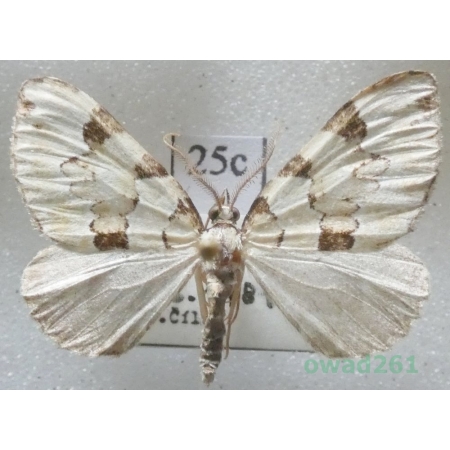 Colostygia pectinataria (Knoch, 1781) male Czech25c